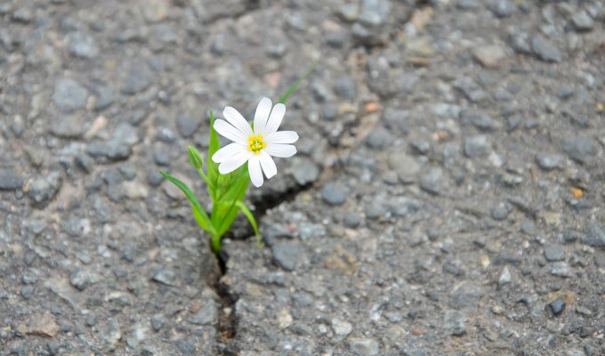 resiliencia empatia