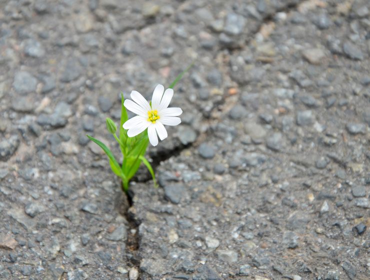 Cómo enseñar a un niño qué es la resiliencia 13 resiliencia empatia