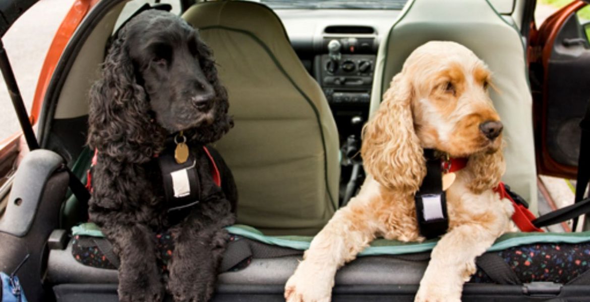 vacaciones viajar con mascotas