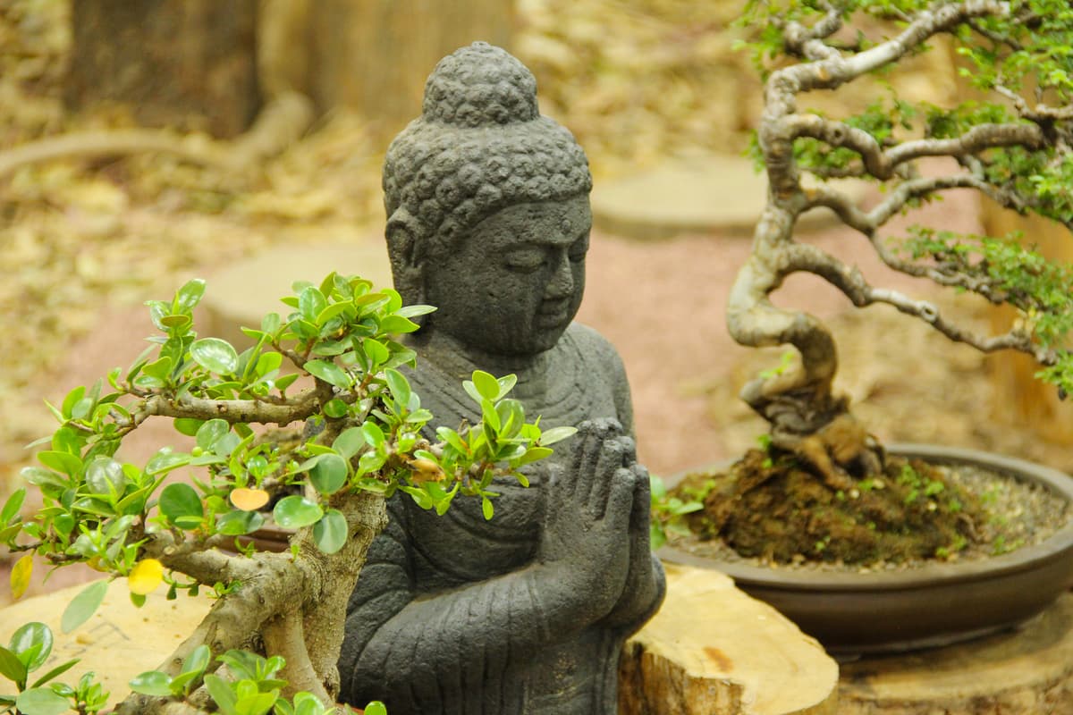 cómo cuidar un bonsai