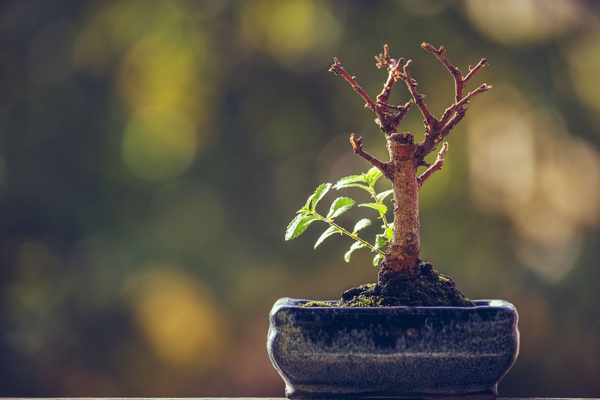 resiliencia dificultades