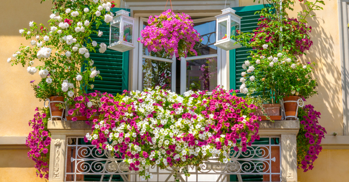 balcones malvones flores