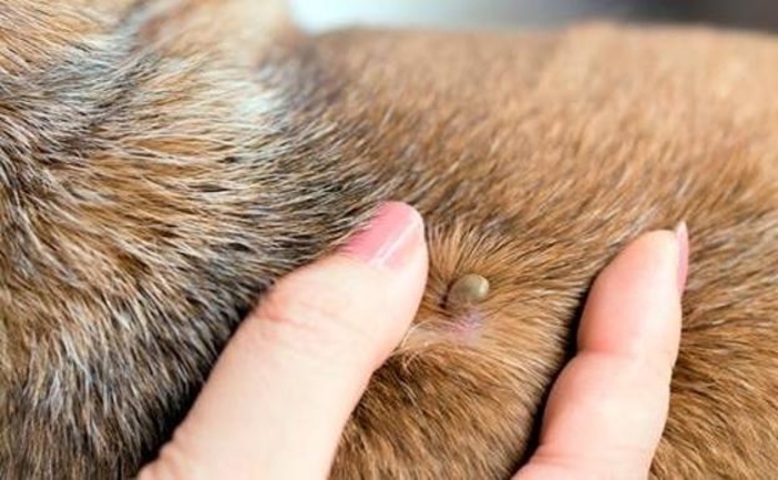 como eliminar garrapatas