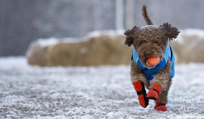 capa y zapatos para perros