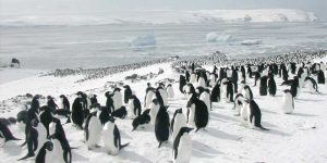 Antártida: se ahogaron miles de crías de pingüino emperador porque se derritió su hábitat 3 pinguinos antartida