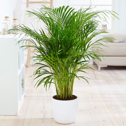 Palmera de interior en maceta blanca, ubicada en una sala luminosa, utilizada como planta purificadora del aire.