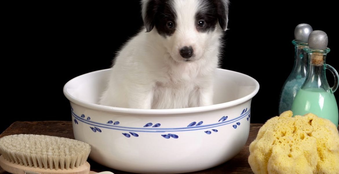 cuándo se puede bañar un cachorro