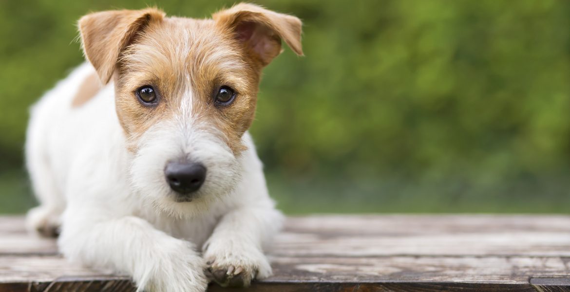 Cachorro mirando a cámara para ilustrar cómo las mascotas estimulan emociones positivas y bienestar neurológico.