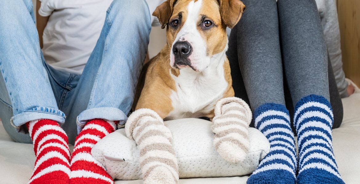 por que tiemblan los perros