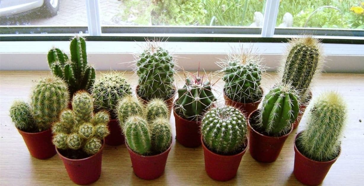 Cómo reproducir cactus y multiplicar tus plantas y flores 10 cactus