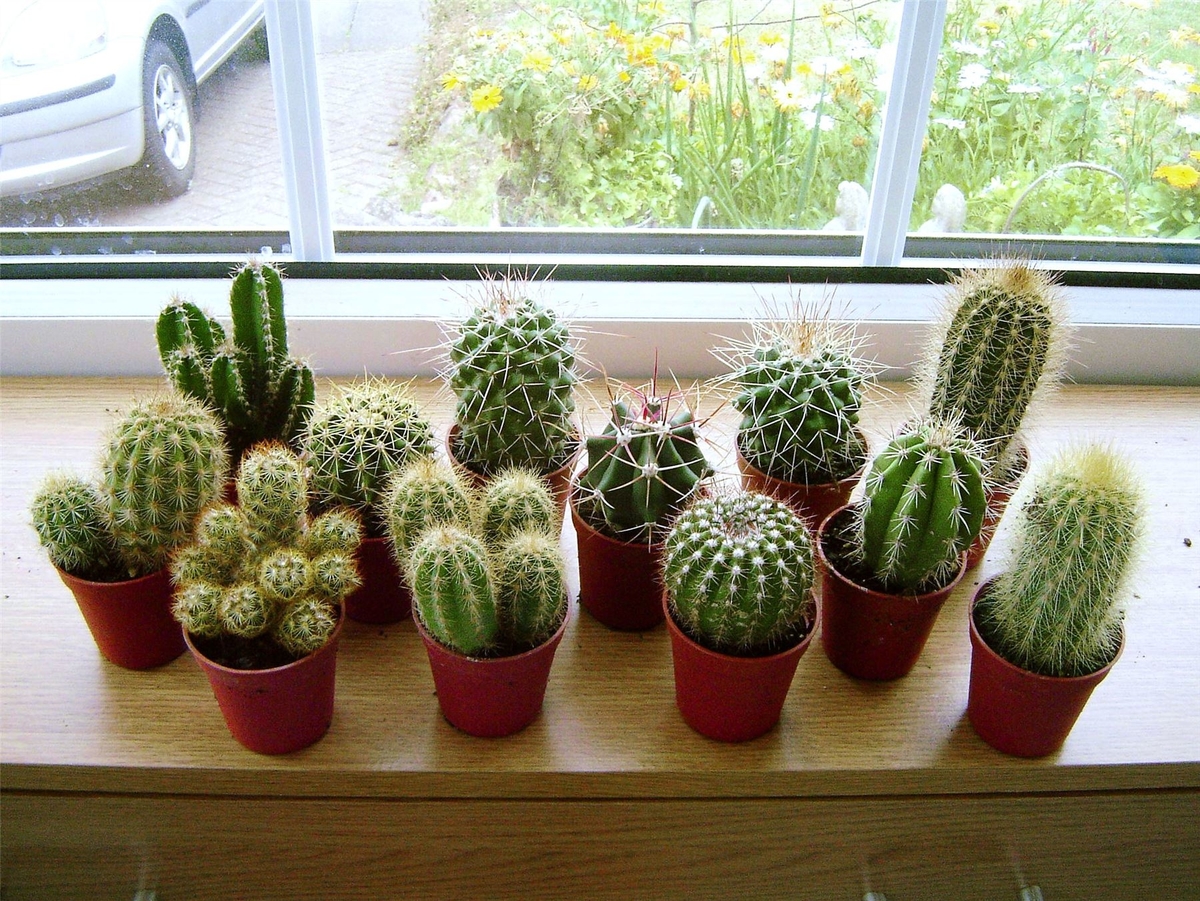 tipos de cactus
