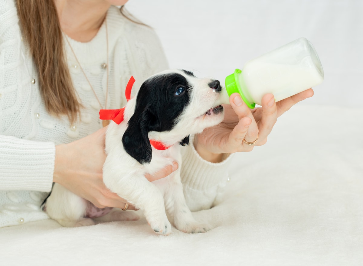 alimento para cachorros
