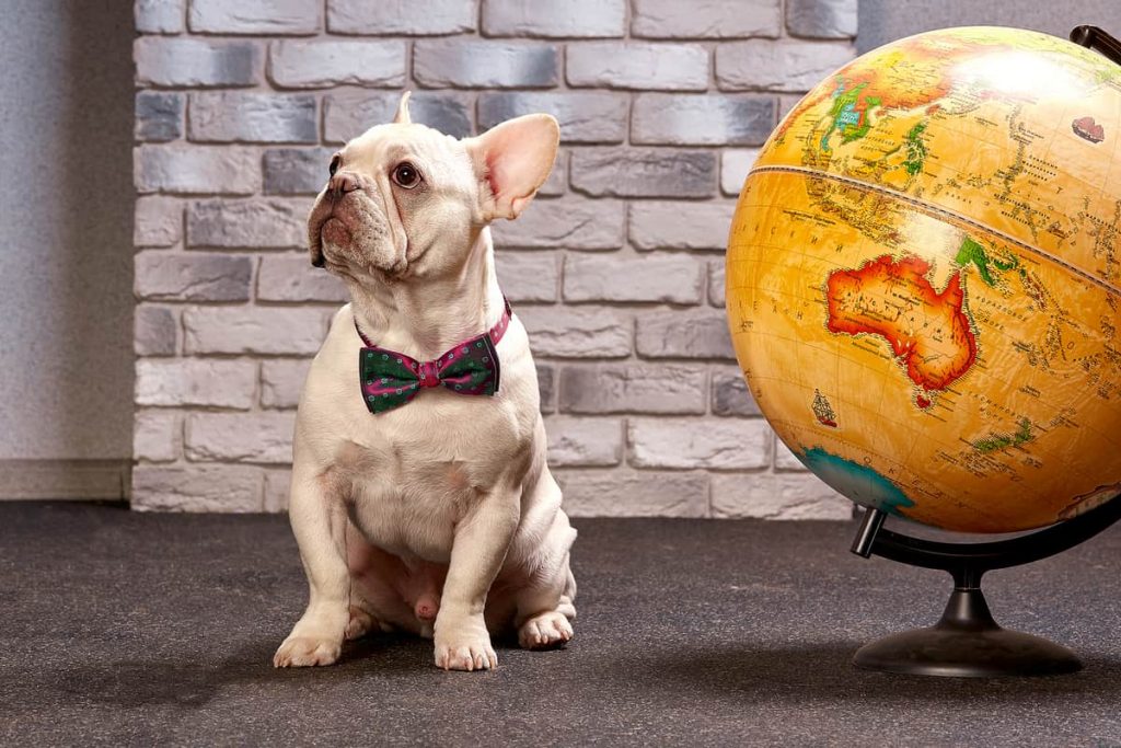 Edad de una mascota en años humanos: respuesta de veterinario 15 Edad de una mascota en años humanos: respuesta de veterinario 15