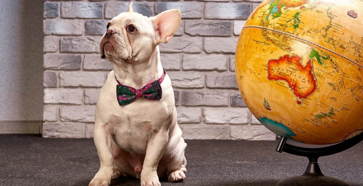 viajar con mascotas
