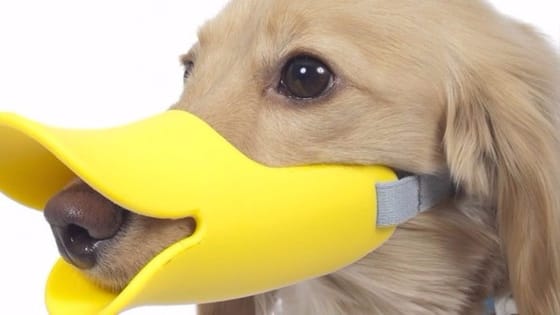 inventos raros pico de pato