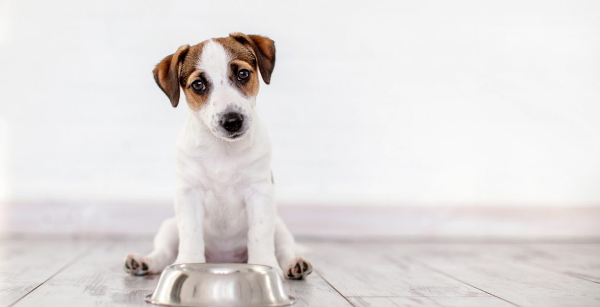 como alimentar a un cachorro