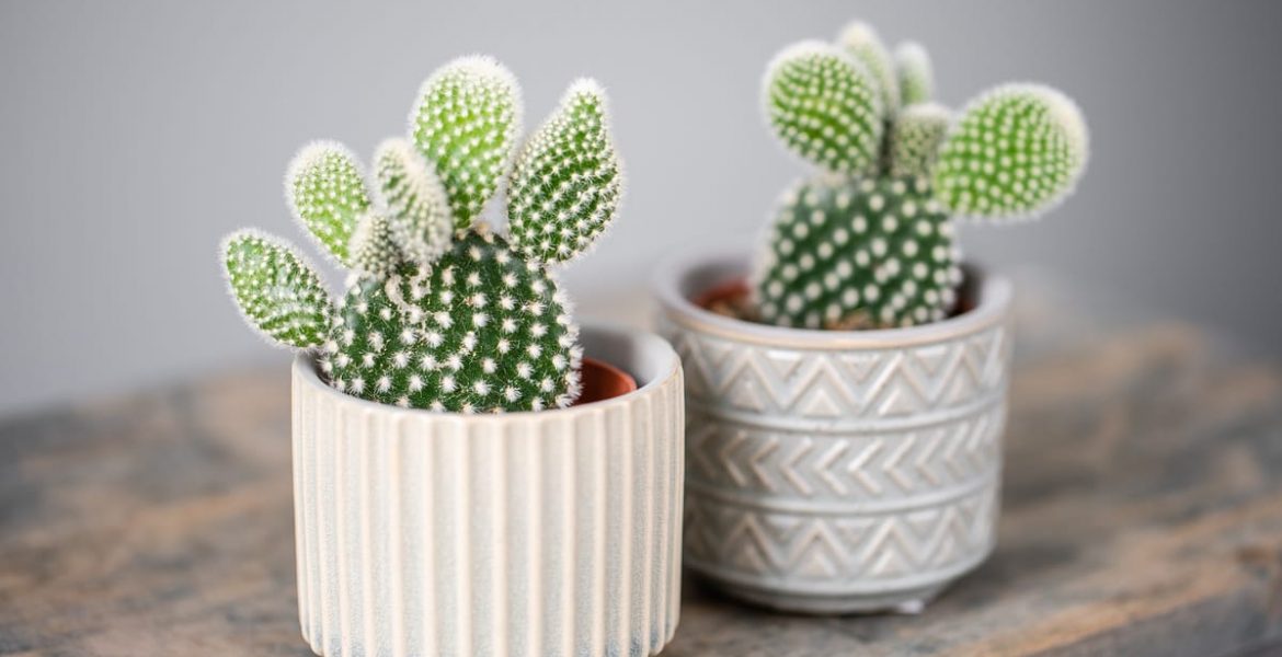 significado de los cactus