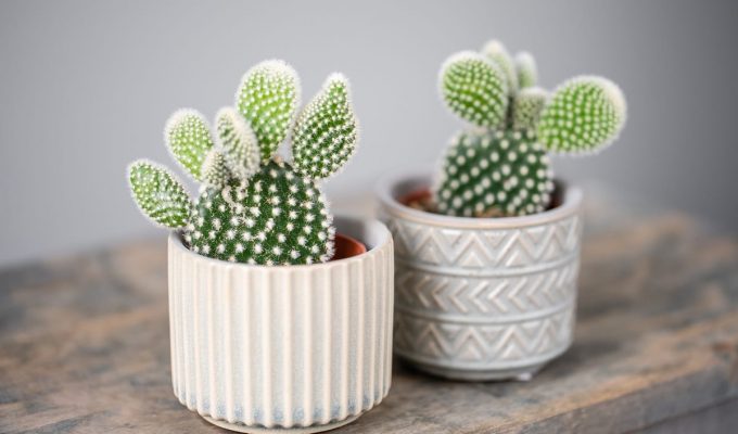 significado de los cactus