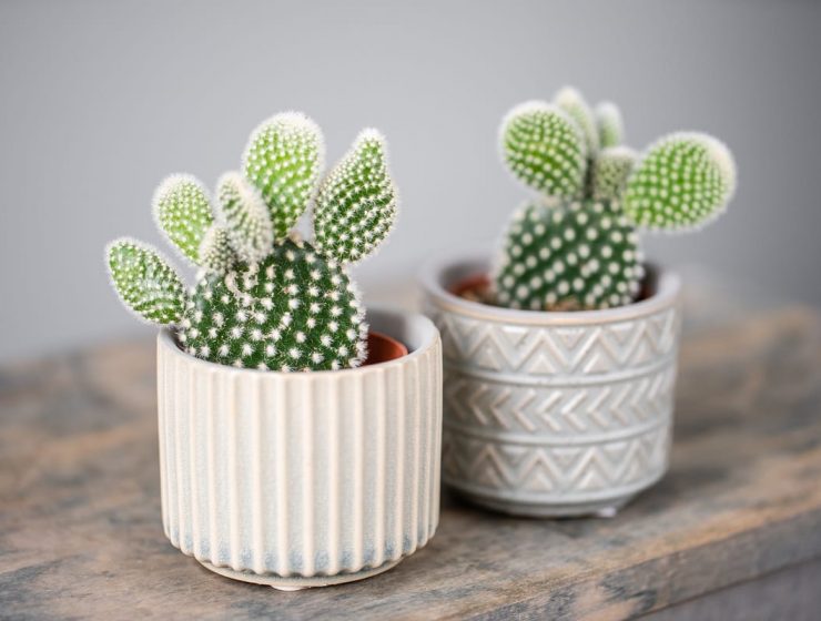 significado de los cactus