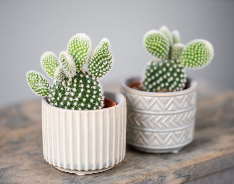 significado de los cactus