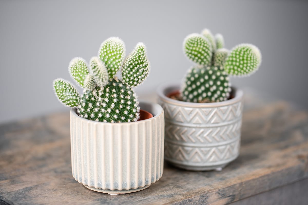 significado de los cactus