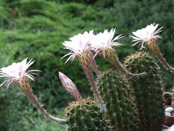 tipos de cactus que florecen