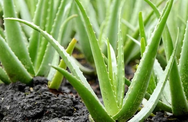 Tipos de cactus pequeños con flores y sin espinas 19 aloe vera