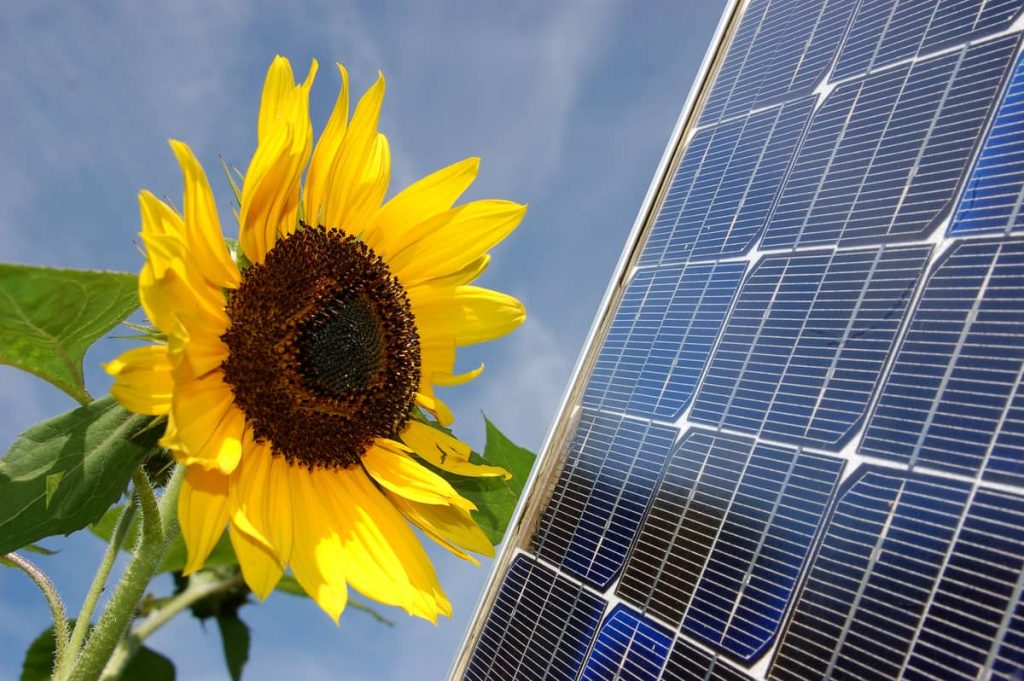 Un girasol y un panel solar juntos bajo el sol, simbolizando la armonía entre la naturaleza y la innovación en energía limpia del futuro.