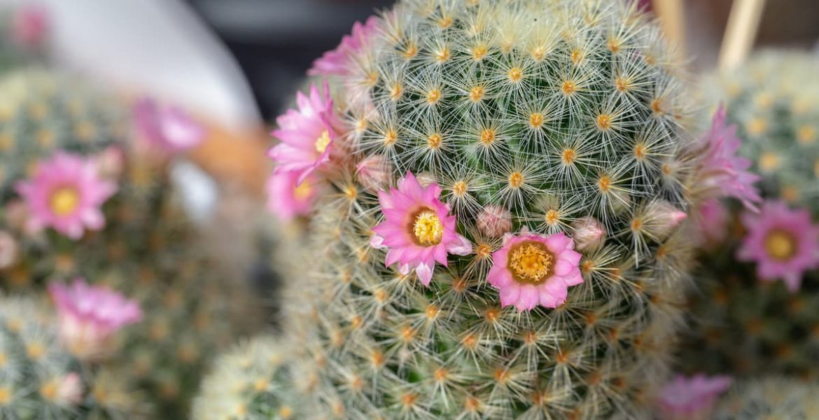 qué significa regalar un cactus