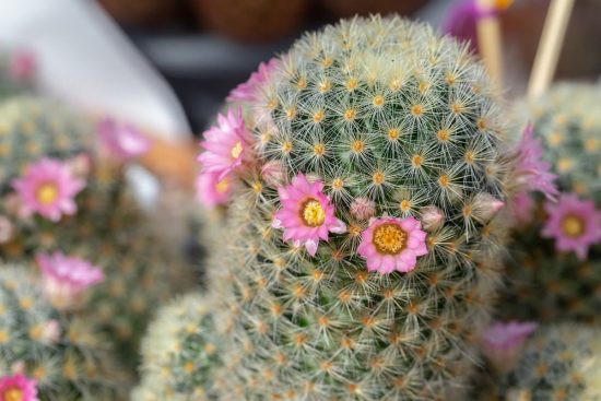 Cómo reproducir cactus y multiplicar tus plantas y flores 11 Qué significa regalar un cactus
